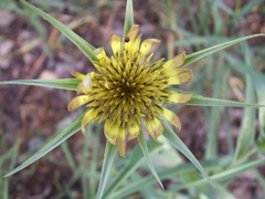 Tragopogon capitatus