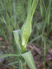 Tragopogon capitatus