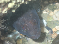 Ruanoho decemdigitatus