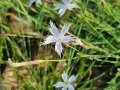 Dianthus mooiensis