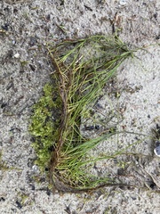 Pilularia globulifera