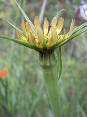 Tragopogon capitatus