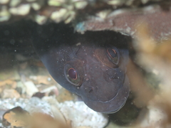 Ruanoho decemdigitatus