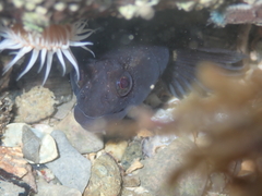 Ruanoho decemdigitatus