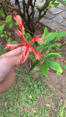 Hibiscus schizopetalus