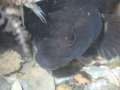 Ruanoho decemdigitatus