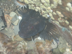 Ruanoho decemdigitatus