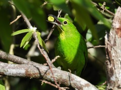 Chloropsis sonnerati