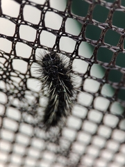 Coscinia chrysocephala