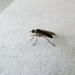 Anabarhynchus plumbeoides