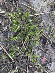 Pilularia globulifera