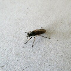 Anabarhynchus plumbeoides