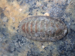 Ischnochiton maorianus