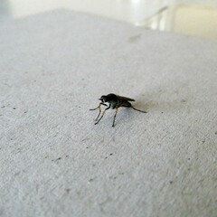 Anabarhynchus plumbeoides