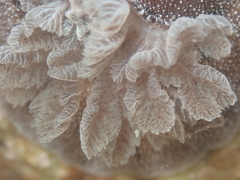 Alloiodoris lanuginata