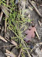 Pilularia globulifera