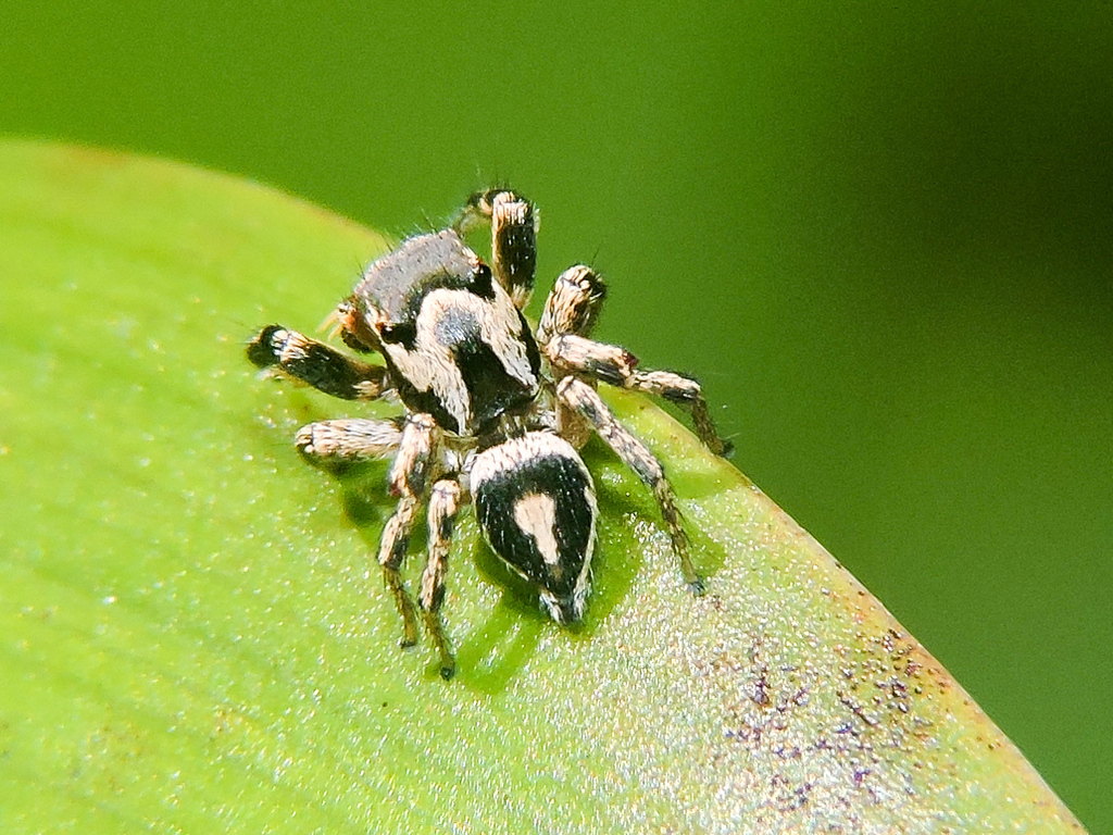 Habronattus roberti