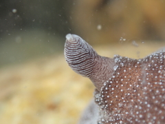 Alloiodoris lanuginata