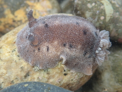 Alloiodoris lanuginata