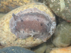 Alloiodoris lanuginata
