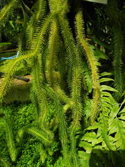 Phlegmariurus squarrosus