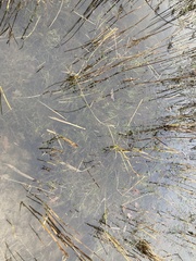 Pilularia globulifera