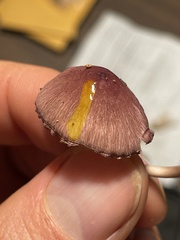 Mycena bulliformis