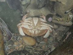 Metacarcinus novaezelandiae