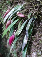 Bulbophyllum elegans