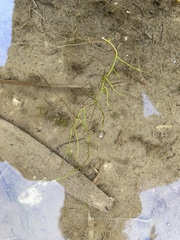 Pilularia globulifera