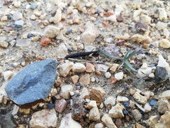 Geomantis larvoides