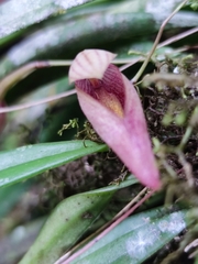 Bulbophyllum elegans