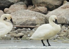 Cygnus columbianus columbianus