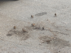 Passer domesticus balearoibericus