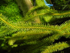 Phlegmariurus squarrosus