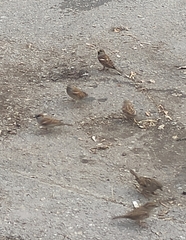 Passer domesticus balearoibericus