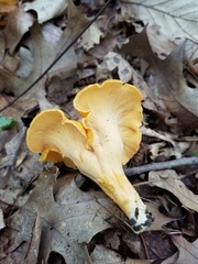 Cantharellus flavolateritius