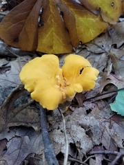 Cantharellus flavolateritius