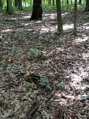 Cantharellus flavolateritius