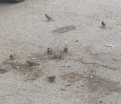 Passer domesticus balearoibericus