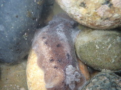 Alloiodoris lanuginata