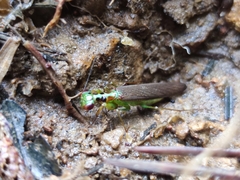 Hapalopezella maculata