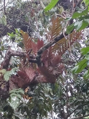 Drynaria quercifolia