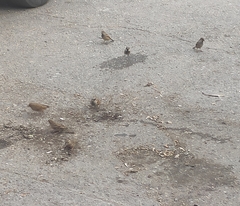Passer domesticus balearoibericus