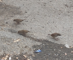 Passer domesticus balearoibericus