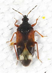 Anthocoris
