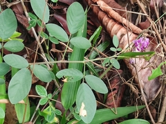 Grona heterocarpos