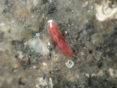 Maricola