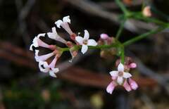 Asperula