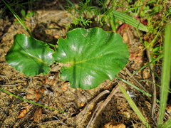 Pelargonium asarifolium